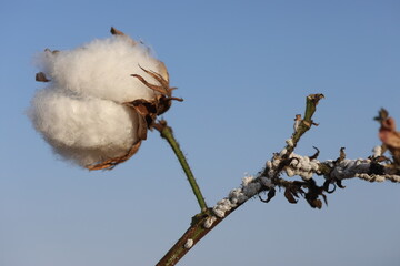 cotton plant infested by mealybugs 