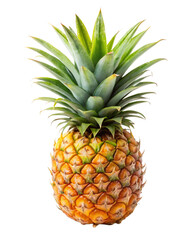 caribbean, colors, colours, crown, flying, free, gathering, grace, grey, groceries, ground, group, growth, half, harvest, horizontal, india, isolate, juicy, large, length, lifestyles, liquid, merchand