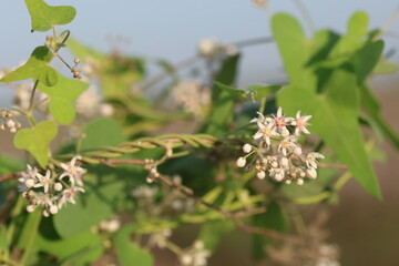 Cynanchum acutum is a species of climbing vine swallowworts native to Europe, Africa, and Asia