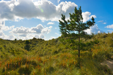 Young Conifer in the Dunes.