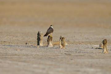Young Eurasian hobby (Falco subbuteo) shot close-up sitting on a hill and sand on the shore of an estuary in soft morning light