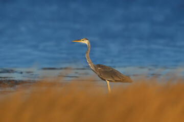The gray heron (Ardea cinerea) shot close-up on the shore of the estuary against the backdrop of blue water in the soft morning light