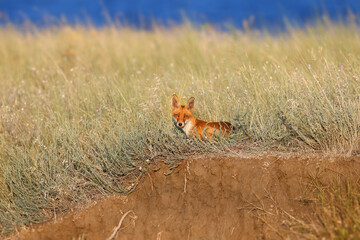 A juvenile red fox (Vulpes vulpes) is photographed in close-up on top of a clay cliff and climbing down the cliff. Soft morning light detailed photo