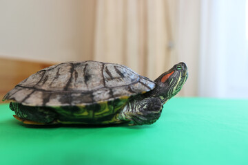 People care for and play with a pet red-eared turtle.