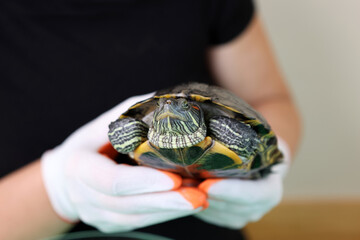 People care for and play with a pet red-eared turtle.