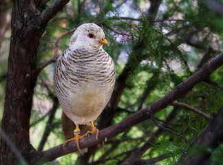 A female golden pheasant in tree