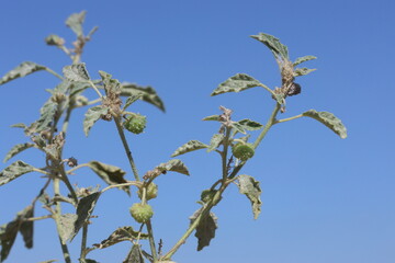 Obraz premium dyer's croton (Chrozophora), a plant genus in the family Euphorbiaceae 