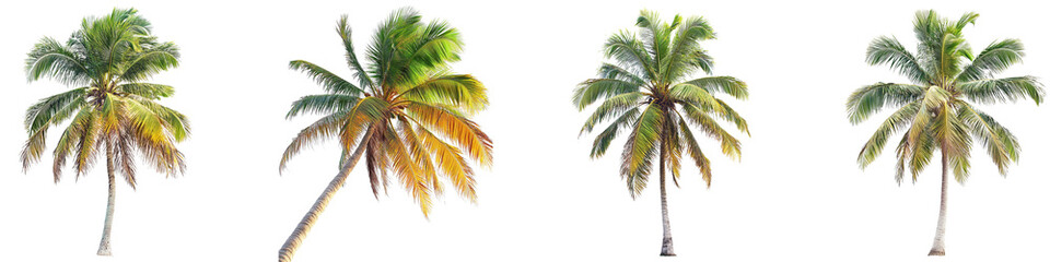 set of A Beautiful coconut tree isolated on a transparent background