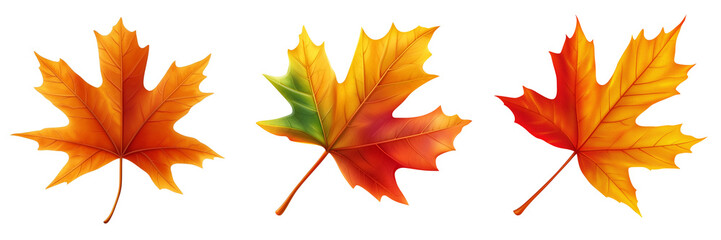 Obraz premium set of A 3D realistic maple leaf with vibrant autumn colors ,on a transparent background