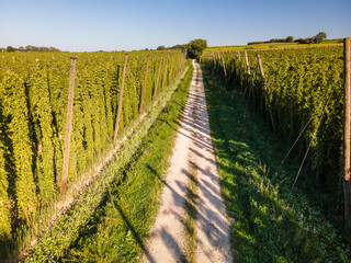 Fly over beautiful Bavarian Hops fields which represent a green ocean of nature and a main ingredient for worldwide beer production 