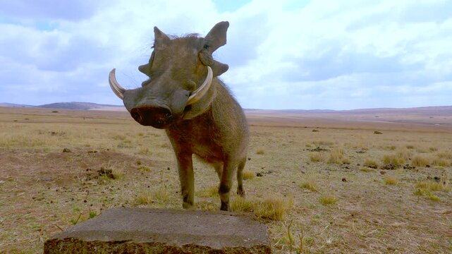 Frontal close-up POV of common warthog with tusks nibbling on lick block