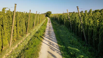 Obraz premium Fly over beautiful Bavarian Hops fields which represent a green ocean of nature and a main ingredient for worldwide beer production 