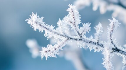 Obraz premium Frozen Branch