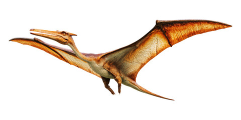 Naklejka premium A pterodactyl isolated on transparent background.