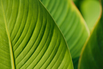 green leaf background