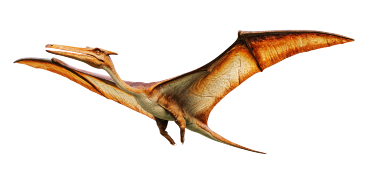 A pterodactyl isolated on transparent background.