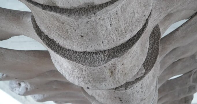 Whale spine. Big grey skeleton of big blue whale. Real whale bones
