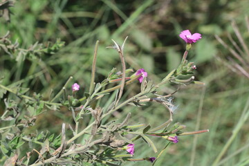 Epilobium hirsutum is a flowering plant belonging to the willowherb genus Epilobium in the family Onagraceae