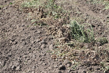 Peanuts await harvesting in a field. Unearthed peanut plants in the field