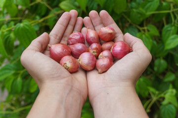 A close-up shot of a person holding freshly harvested red onions in their hands, symbolizing organic farming, gardening, and healthy food production