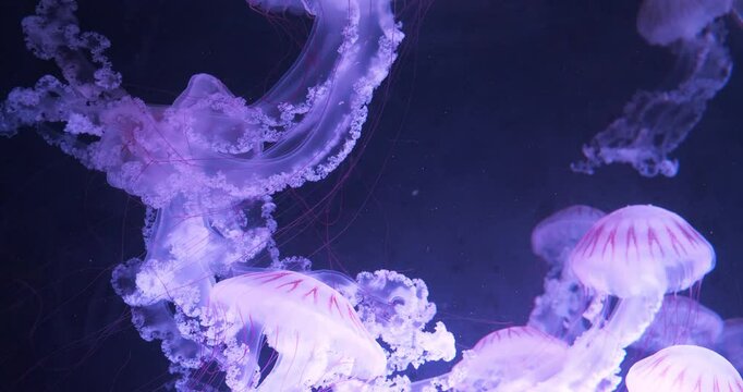Slow Motion Many medusas swim underwater in aquarium