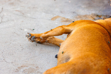 dead dog corpse on its side the ground with flies over