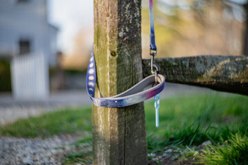 Abandoned dog leash on a wooden post