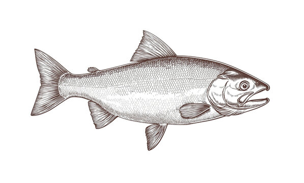 recommend clip art: Fish sketch salmon trout. Vintage retro print, black white salmon trout fish sketch ink pencil style drawing, linear drawing, engrave old school. Sketch artwork salmon trout fish. Illustration