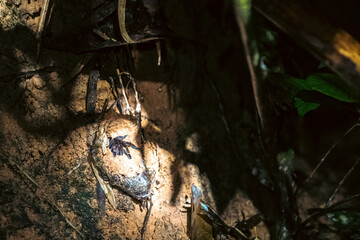 spider in the forest