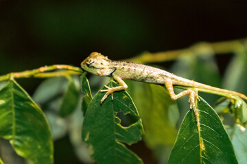 chameleon on a leaf at night