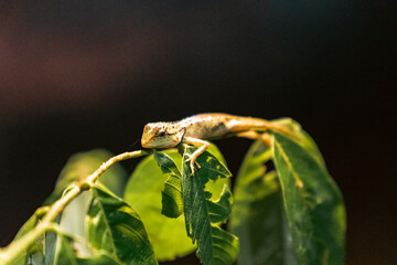 chameleon on a leaf at night