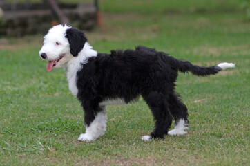 Young sheepadoodle puppy outside