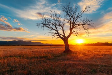 Fototapeta premium Majestic Lone Tree Silhouetted at Sunrise in a Vast Wilderness with Vibrant Sky