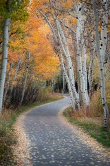 Obraz premium a scenic bike path with a variety of autumn leaves, including aspens and birches
