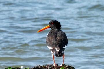 Ein Austernfischer mit rotenschnabel schaut nach links und im Hintergrund ist wasser 