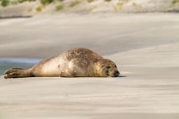 Ein Seehund oder Robbe liegt bei Sonnenschein am Sandstrand und chillt
