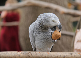 An African Grey Parrot Bird Holding a Large Walnut.