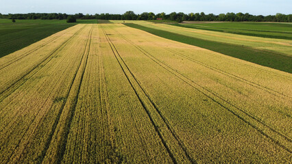 ripe wheat field in summer, in Vojvodina, drone photography