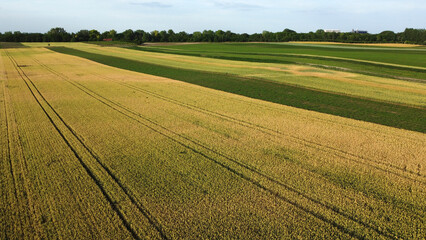 ripe wheat field in summer, in Vojvodina, drone photography