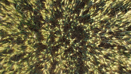 ripe wheat field in summer, in Vojvodina, drone photography