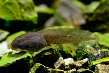 Kaulquappe der Geburtshelferkröte (Alytes obstetricans) // 
Tadpole of the midwife toad (Alytes...