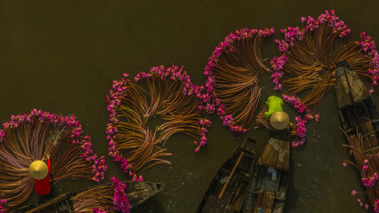 In Moc Hoa, Long An Vietnam, harvesting water lilies in flood season. Video shot in Moc Hoa, Long An September 9, 2024