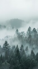 Misty Forest Landscape - Enchanting Pine Trees in Fog