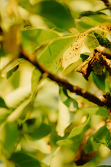 leaves, tree, deciduous tree, late summer