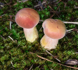 Pink and orange pair of toadstools outdoors
