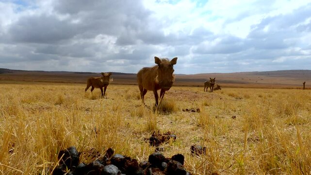 Curious Common Warthogs approach camera in dry African landscape, POV shot