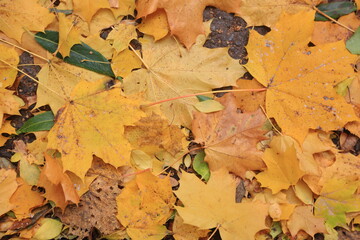 fall of the leaves yellow colors autumn