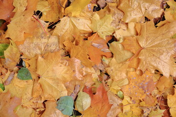 fall of the leaves yellow colors autumn