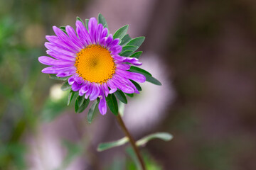 flower, aster, aster flower, garden, bokeh © TomaszGwóźdźFoto