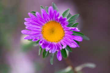 flower, aster, aster flower, garden, bokeh © TomaszGwóźdźFoto